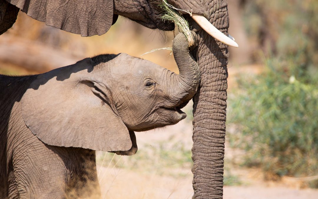 Schutz der Wüstenelefanten