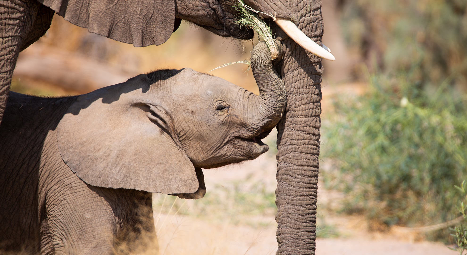 Schutz der Wüstenelefanten